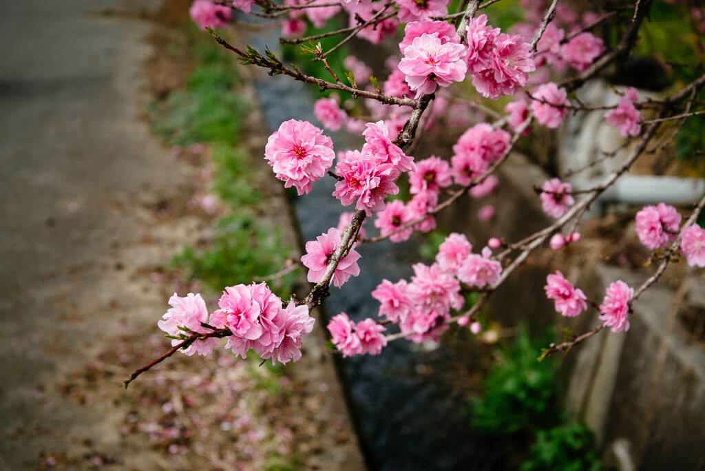 Peach Blossom Day, March 3 Holiday. Spring Blooms.