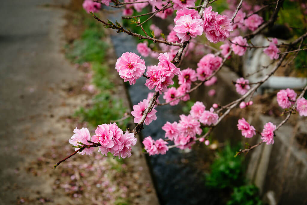 Peach Blossom Day