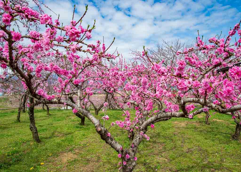 Impressive Peach blossoms in Yamanashi, Japan, during springtime