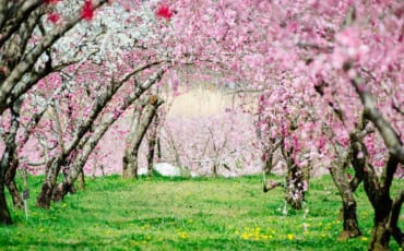 A peach blossom tunnel in Yamanashi, Japan