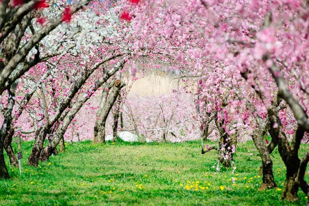 A momo peach blossom tunnel in Yamanashi, Japan