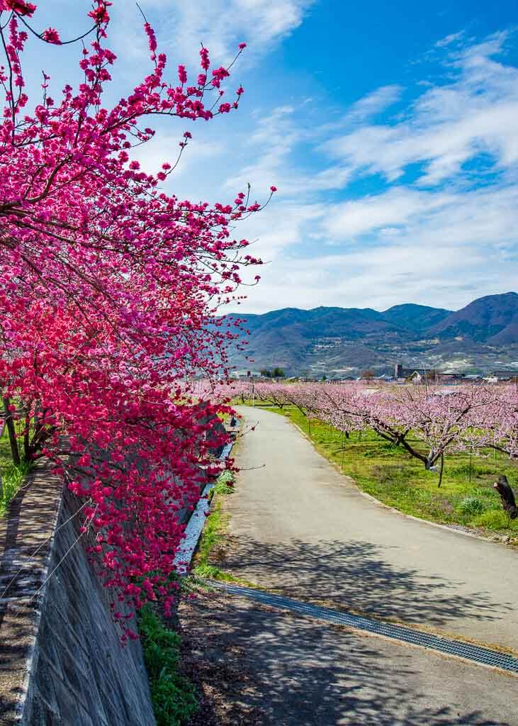 Peach Blossoms Japan s Other Spring Flower Blossoms