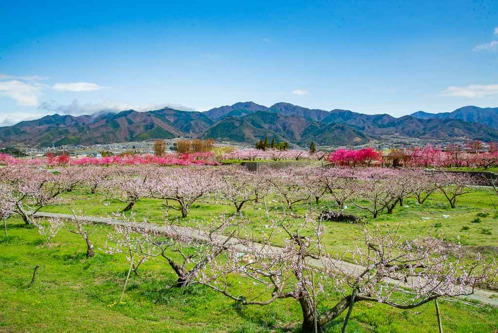 Peach Blossoms: Japan's Other Spring Flower Blossoms