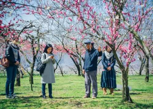 Peach Blossoms: Japan's Other Spring Flower Blossoms