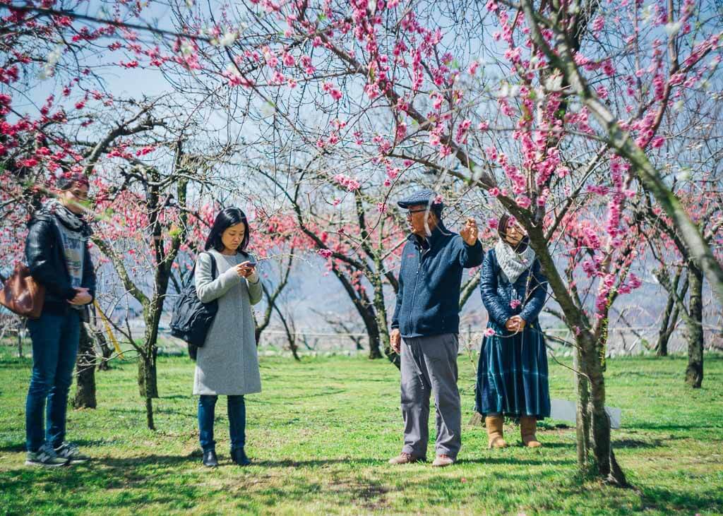 Peach Blossoms Japan S Other Spring Flower Blossoms