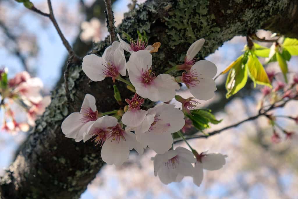 sakura blossoms in kyushu, japan