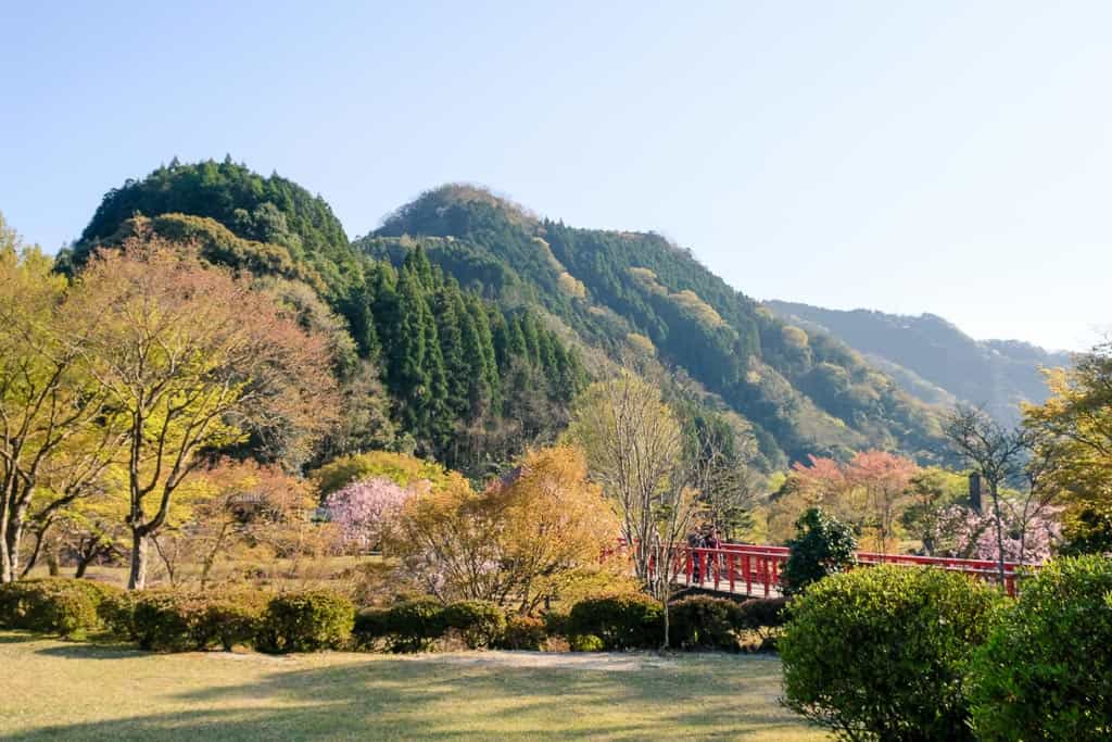 Peach Blossoms: Japan's Other Spring Flower Blossoms