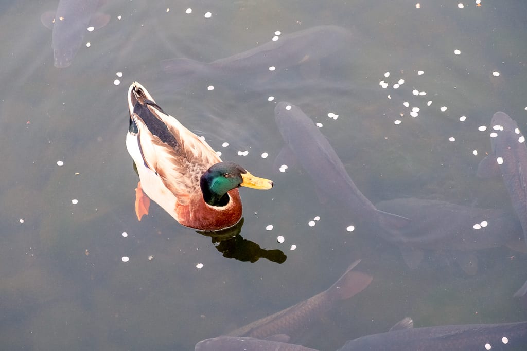 A duck in a pond with sakura blossom petals