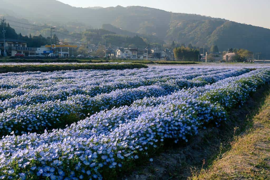 baby blue eye flower field park in japan