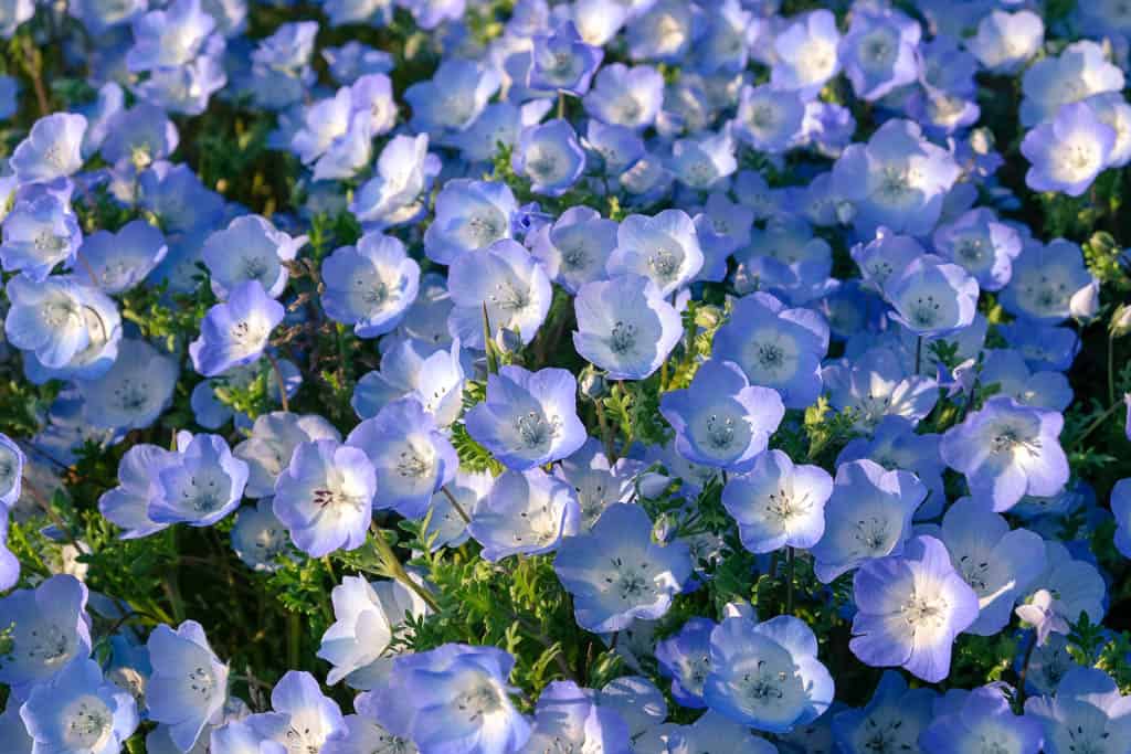 Closeup of Baby Blue Eyes flowers