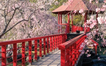 Sakura blossom season at Keiseki Park