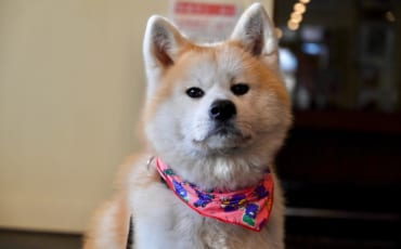Akita Inu Hina Chan in the Odate hotel