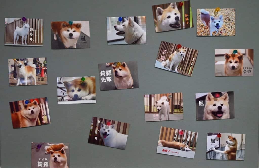 Photos on display of the Akita Inus at the Visitor Centre in Odate