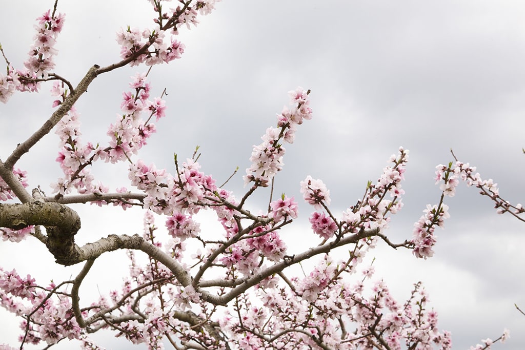 Peach blossoms over a grey sky in Yamanashi