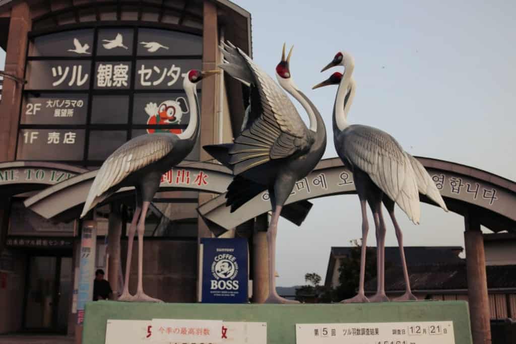 Cranes of Izumi, Kagoshima, Japan