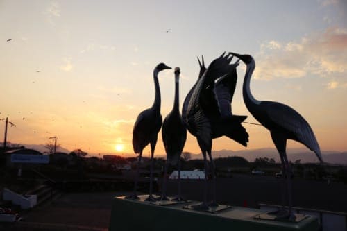 Cranes in Izumi, Kagoshima, Japan