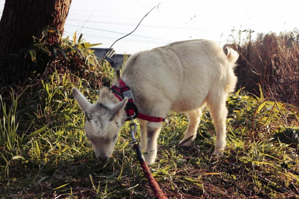 Goat in Izumi, Kagoshima, Japan