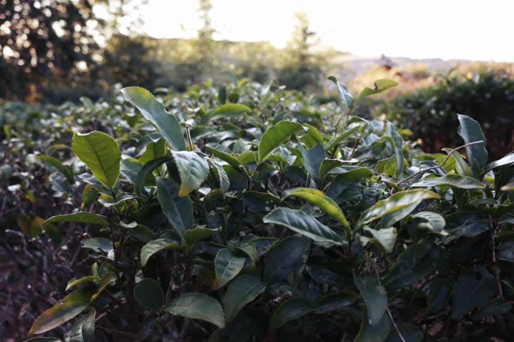 Tea leaves field in Izumi, Kagoshima, Japan