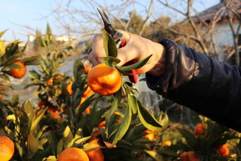 Mandarine in  Izumi, Kagoshima, Japan