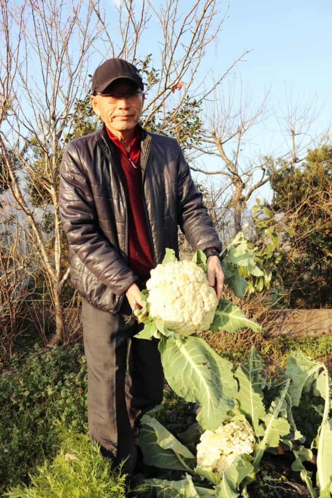 Picking vegetables in  Izumi, Kagoshima, Japan