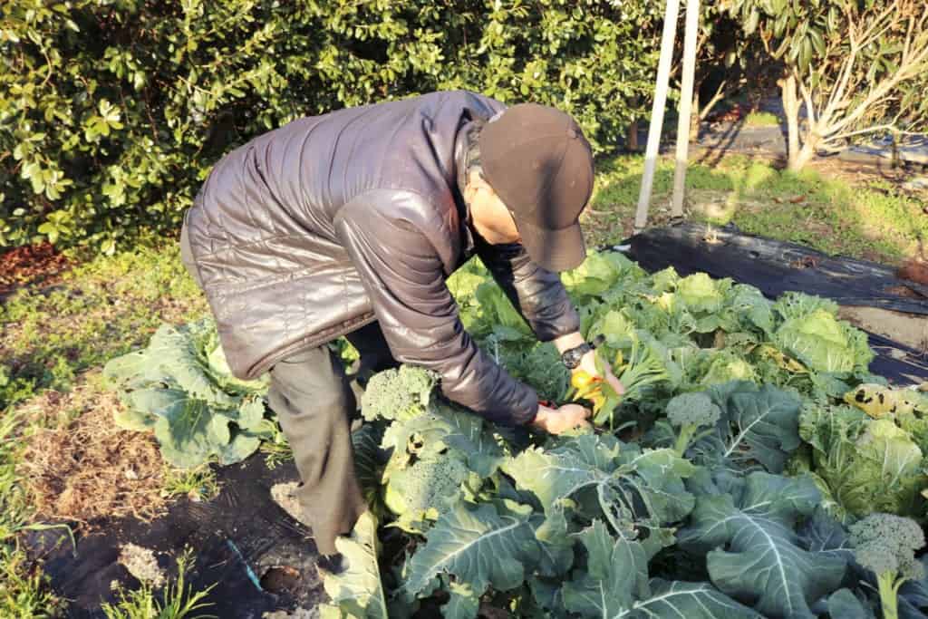 Picking vegetables in  Izumi, Kagoshima, Japan