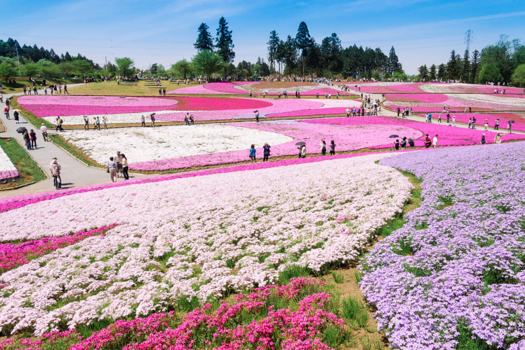 Japanese flower park in Japan