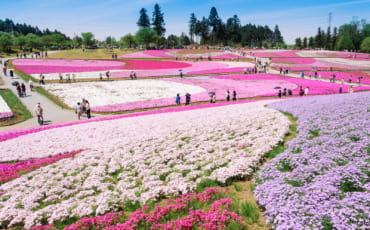 Chichibu Shibazakura Flower Festival