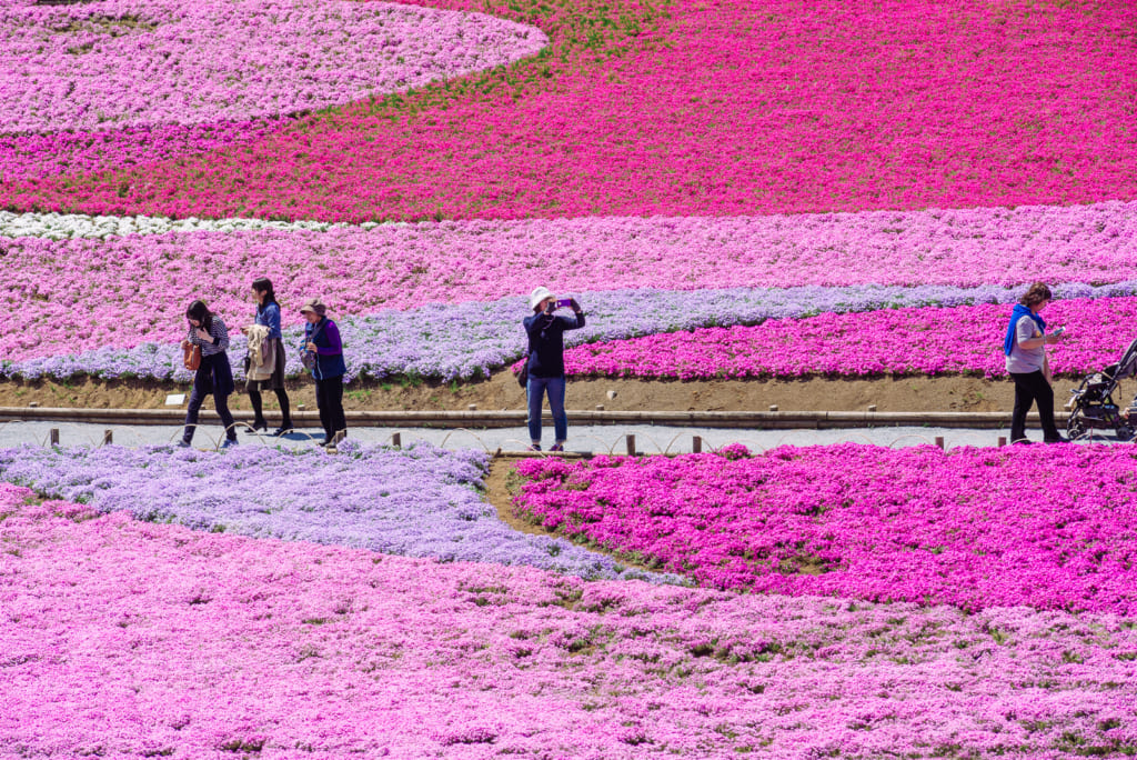 Taking photos at the Chichibu Shibazakura Flower Festival