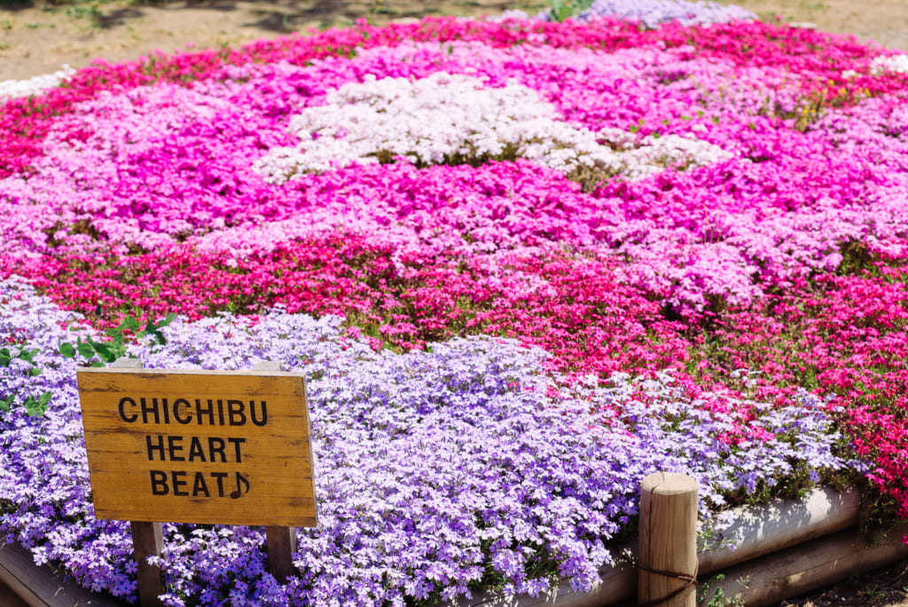 Japanese flower field in Japan