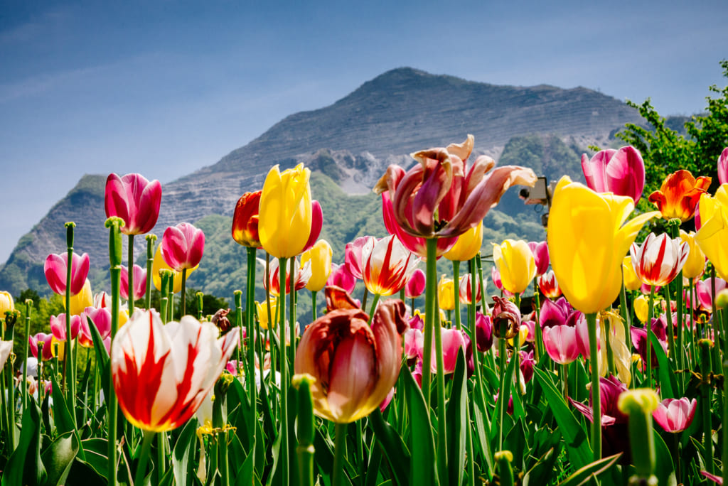 Tulips with Mt. Buko