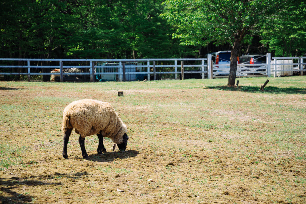 A sheep at Hitsujiyama Park in Chichibu