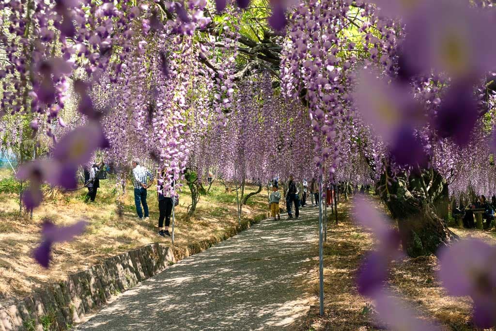 Wisteria fuji flower tunnel at Senzei Park in Usa City, Oita