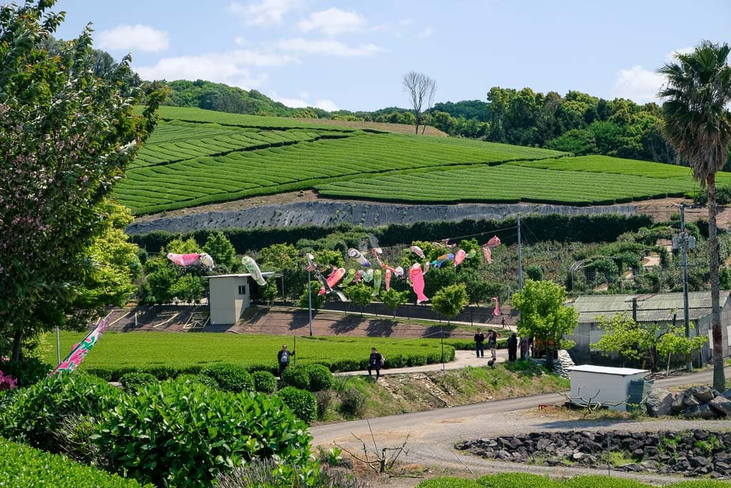 koinobori carp streamers for children's day against a Japanese green tea farm in Oita, Japan