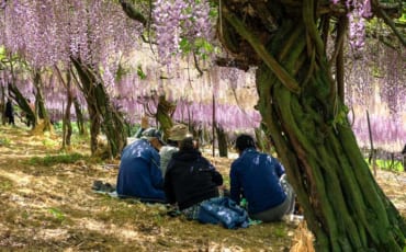 People sitting on the ground under the Wisteria tunnel at Senzai Park, Oita