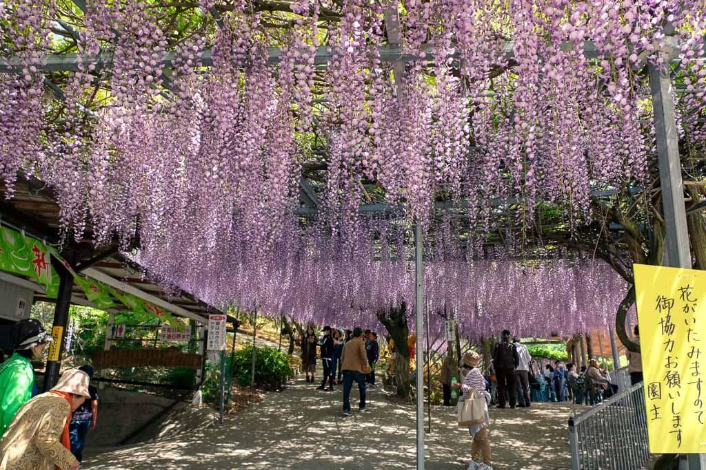 Tea sales are located to the left of the fuji flowers park entrance