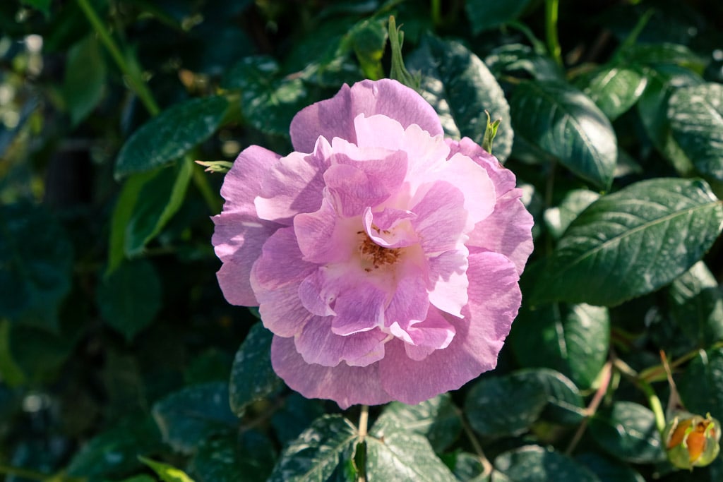 Pink rose at Senzai Rose Garden