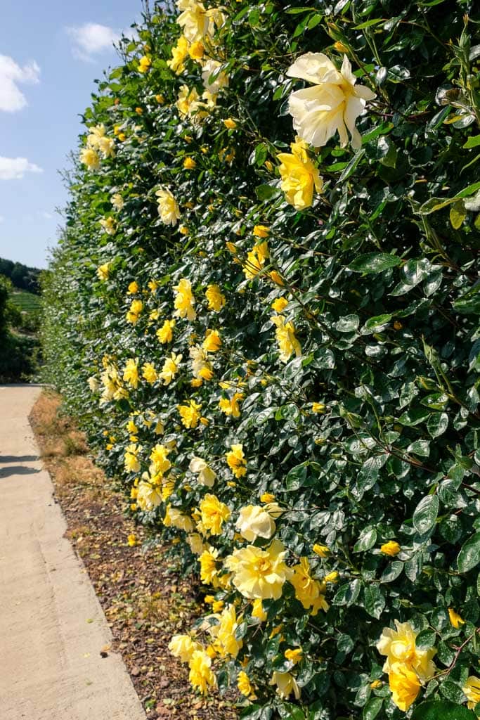 Yellow roses at Senzai Rose Garden