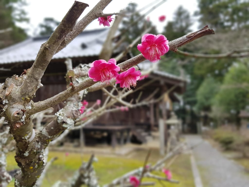 Plum blossom at Soukouchi Shrine.