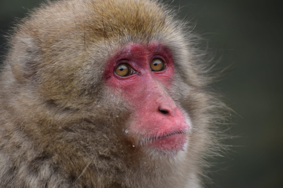 How To Visit the Hot Springs Snow Monkeys of Japan