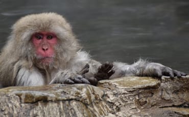 monkey relaxing in onsen looking