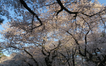 Cherry Blossoms in Saitama Omiya Park