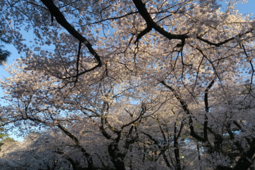 Cherry Blossoms in Saitama Omiya Park