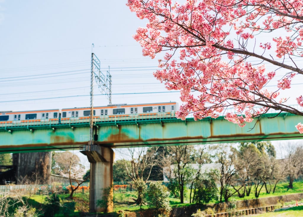 JR Train on overhead tracks with cherry blossoms