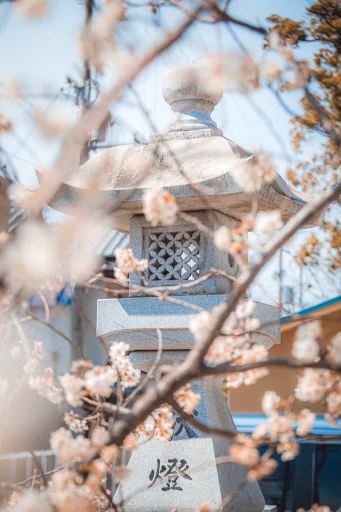 Cherry blossoms and lantern. Nunose shrine, Osaka