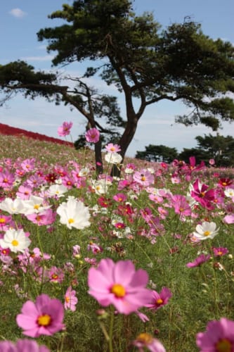 Celebrate the Arrival of Autumn at Hitachi Seaside Park