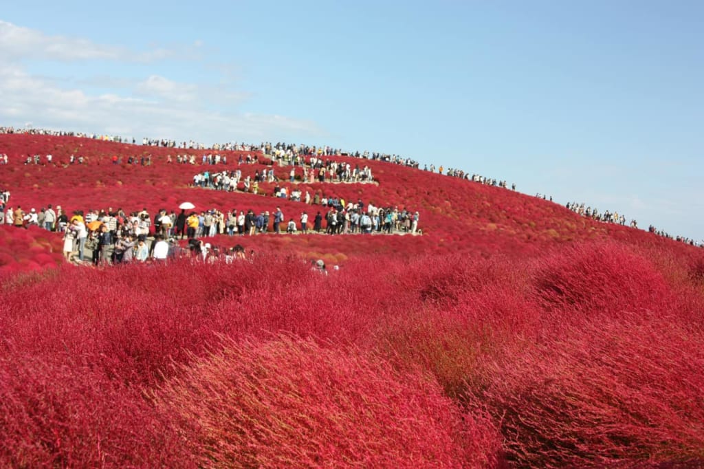 Red Kochia hill at Hitachi Seaside Park