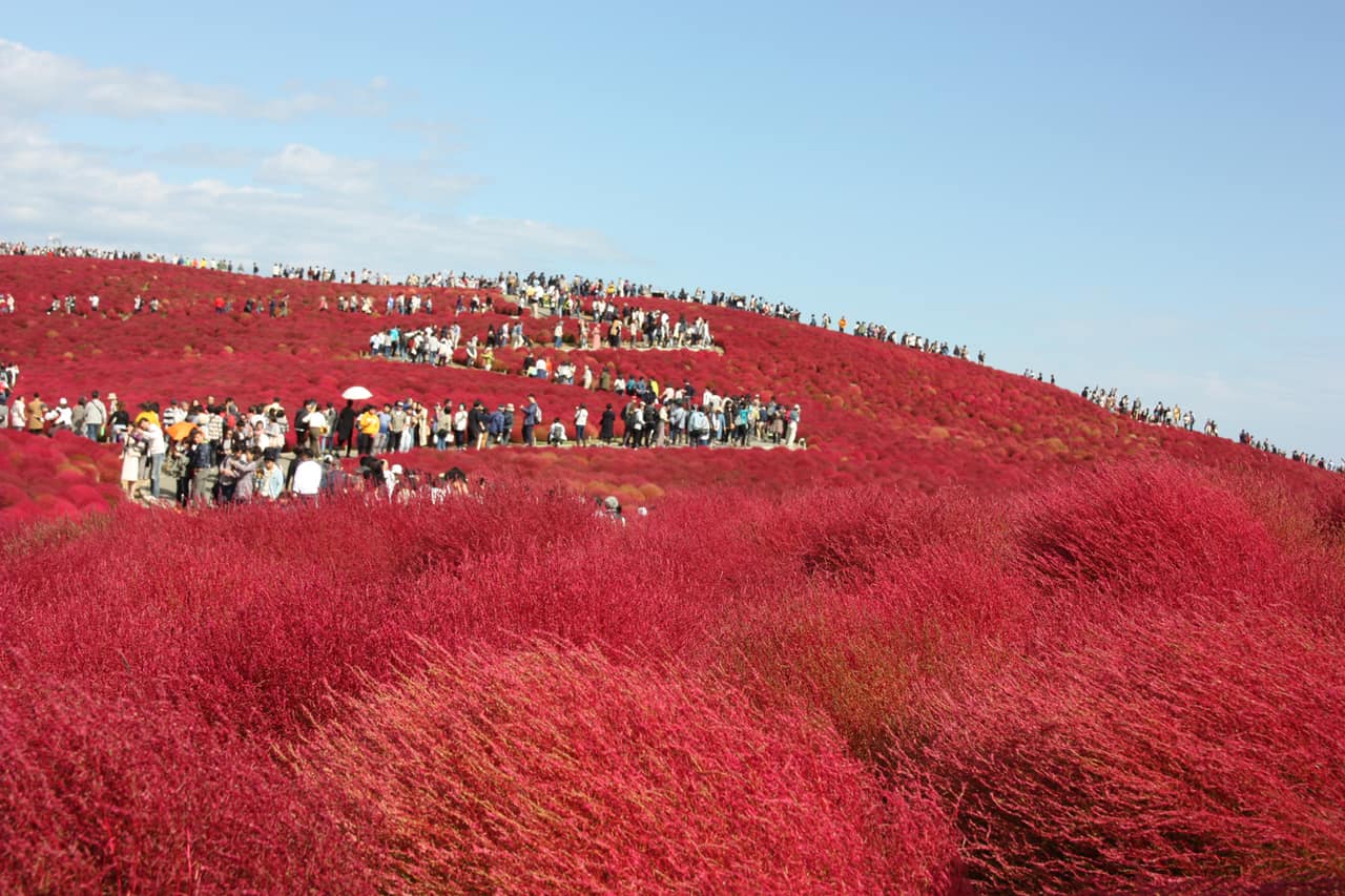 Celebrate the Arrival of Autumn at Hitachi Seaside Park
