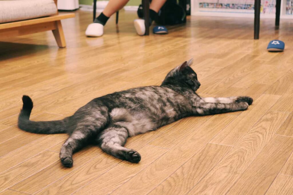 A cat lying on the floor at the Goma Café 