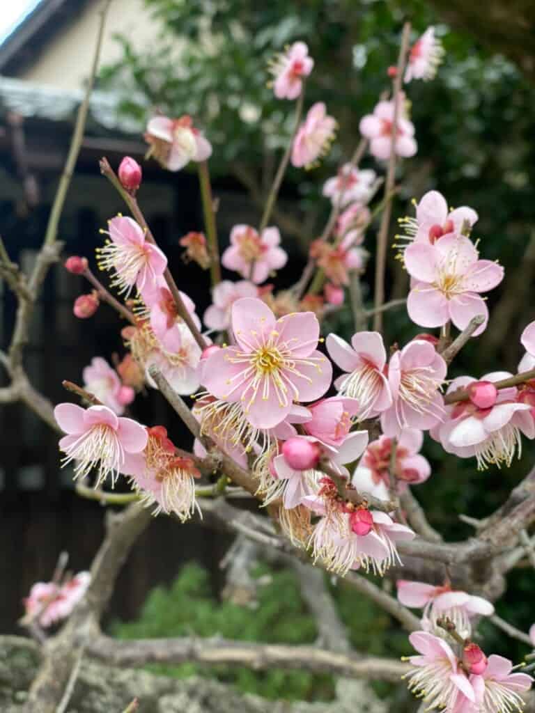 Ume plum blossoms in front of Chojiya in Mariko