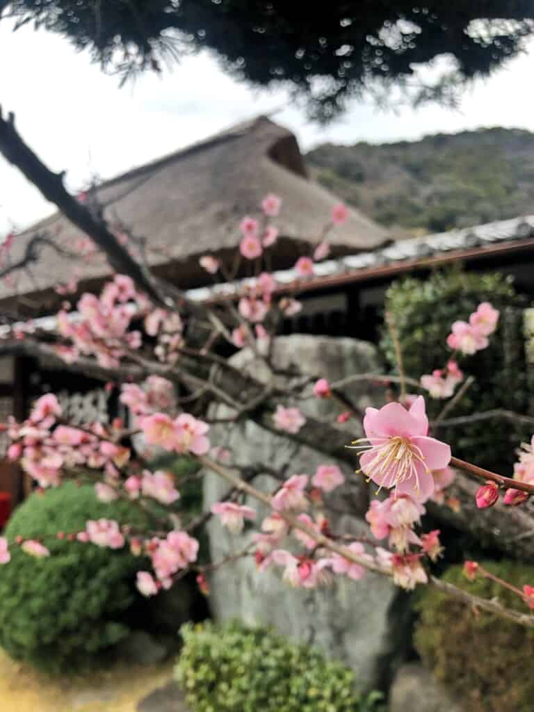Ume plum blossoms in front of Chojiya in Mariko